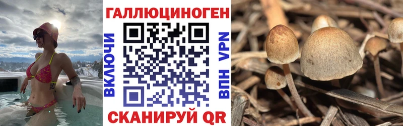 купить закладку  Петровск-Забайкальский  Псилоцибиновые грибы Psilocybine cubensis 
